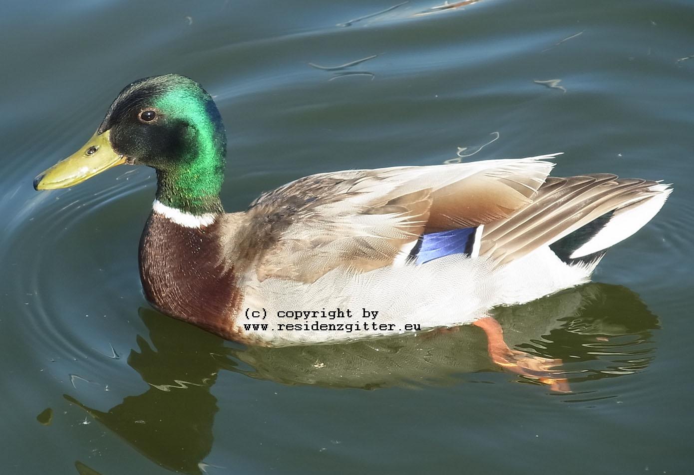 Ente auf dem Wasser in Wedel03