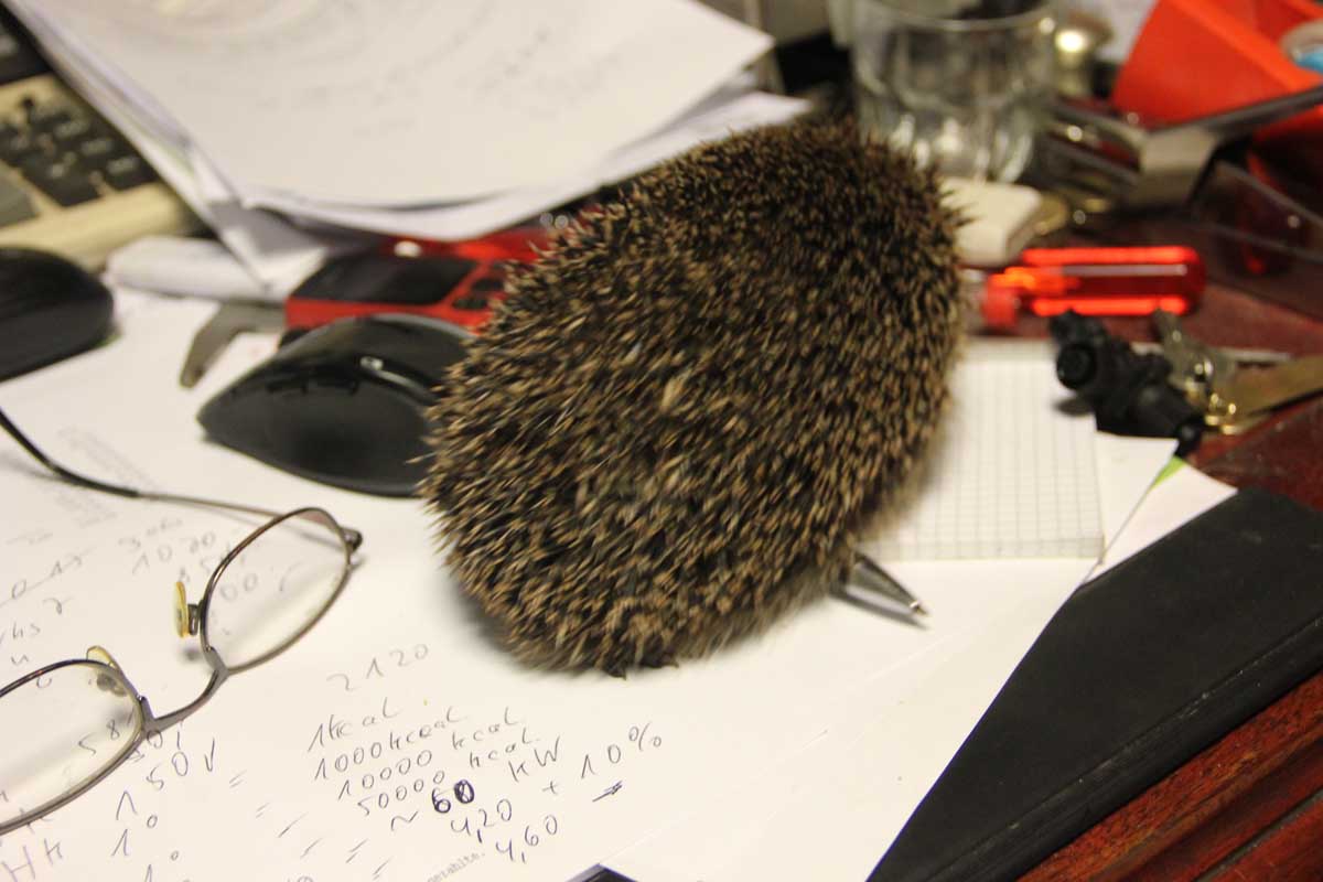 Igel 003